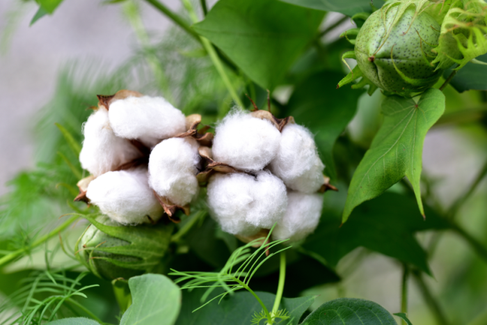 bông vải cotton