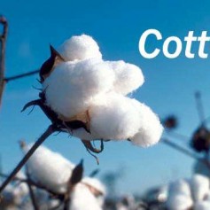 Vải cotton là gì?Có những loại vải cotton nào?