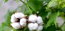 Vải cotton là gì? Vải cotton kaki và thun cotton khác nhau gì? Đặc điểm, ứng dụng